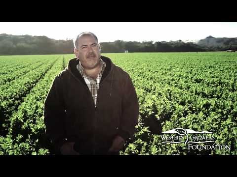 Producepedia.com Celery How it's Grown