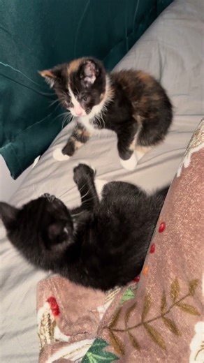 Lizard 🦎 #lizard | lizard