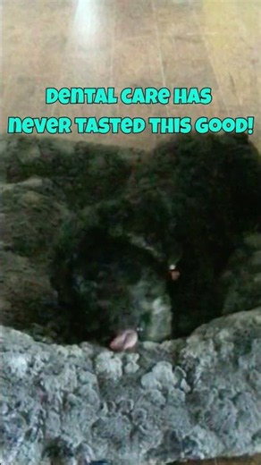 Rescue cockapoo Henry loves his dental care