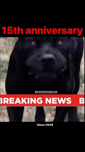 15th anniversary of Andante Bandog Kennels breeding program. Stay tuned 💥 @andantebandogkennels #andantebandog #andantebandogkennels #andantebandogfamily | Andante Bandog Kennels
