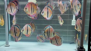 53K views · 7.8K reactions | Planète Discus Philippe Huynh | WORLD Discus FISH Portal | Facebook