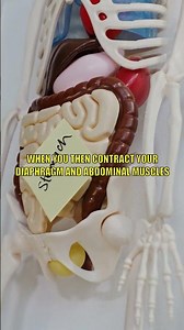 Bloated? 🤢 Learn how to burp on command! 💨✨ Instant relief! #digestion #healthhacks #bloating