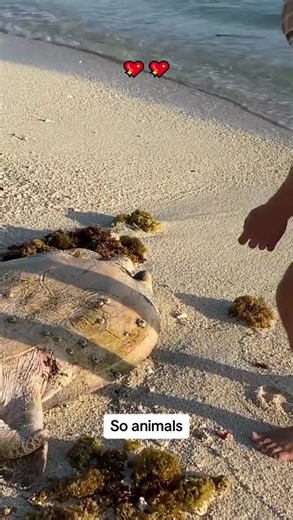 286K views · 6K reactions | Rescue trapped giant turtle  #pet #animals #animalsoftiktok #fyp #rescue #rescueanimals | Rescue Turtles | Facebook