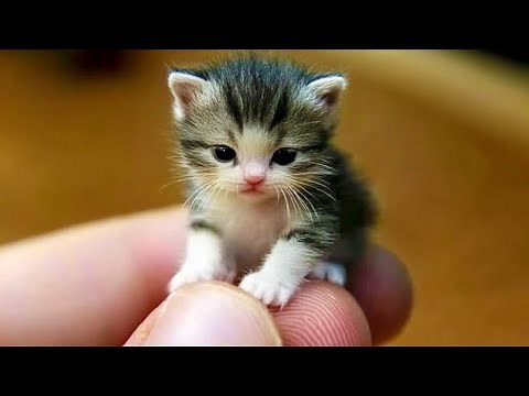 20 Smallest Cat Breeds In The World