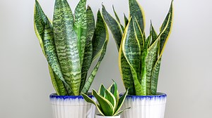 Issues You Should Know About Before Growing Snake Plants