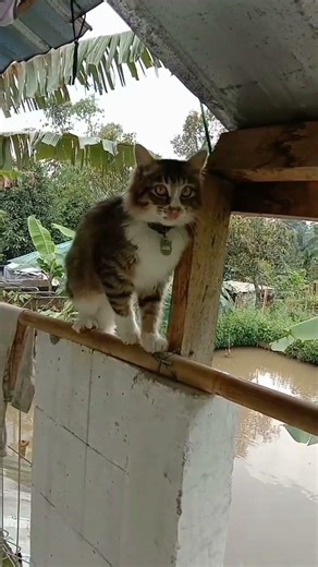 Ada aja tingkah si Acil #Short Video #YouTube Short #cat Lovers #Cat Diary