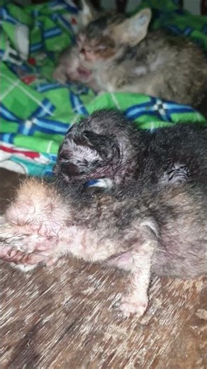 kittens died all because mommy not care #cat