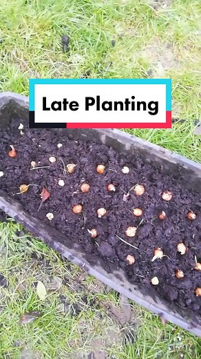 So late planting these #bulbs but don't want to wait until next year! ??️? #plants #gardens #allium #crocus #iris #fritillaria #flower #springbulbs