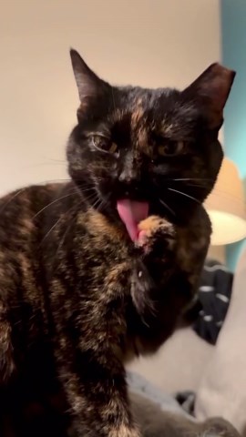 Adorable cat washing face routine
