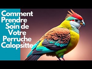 Conseils et Astuces pratiques pour prendre soin de votre perruche callopsitte