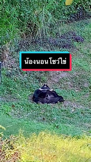 เพิ่งเคยเห็นหมีนอนแผ่ขนาดนี้55555 โชว์ไข่เว่อ โดนแซวซะเลย🤣🤣🤣 #ไนท์ซาฟารีเชียงใหม่ #หมีควาย