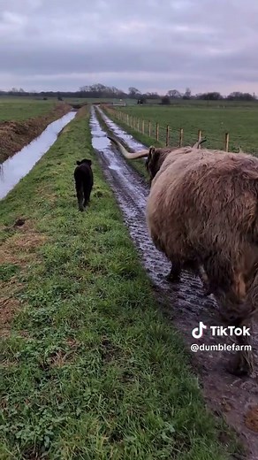 With all the recent wet weather the water levels are starting to rise here at Dumble Farm. So we've decided to bring a few of the fluffies in just in case we start to flood! #farmlife #highlandcow #calf #farm #cow