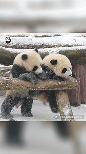 161K views · 24K reactions | - How about having a snowball fight? -...