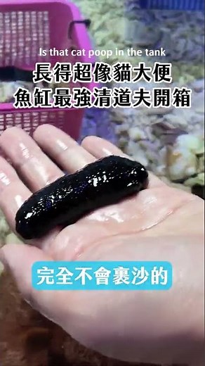 What to do if your saltwater tank sandbed is too dirty? The best sand-sifting creature for saltwa...