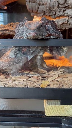 When Threatened, This Frilled Lizard Goes FULL DINOSAUR