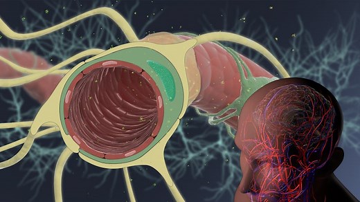 Harvard’s Wyss Institute initiates industry partnership to facilitate brain-targeted drug delivery