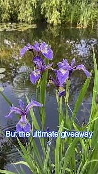 The Northern Blue Flag Iris: Traditional Medicine and Identification Guide