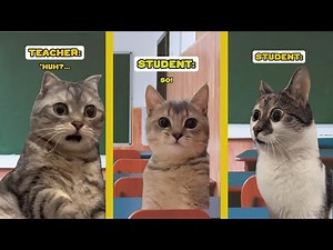 1 HOUR OF CAT MEMES 🐈 TO FALL ASLEEP