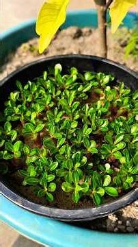 winter adenium seedlings update 🌱|| one month completed ☑️