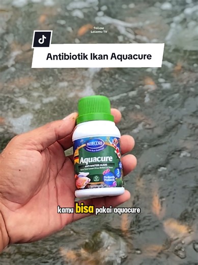 Menjaga Daya Tahan Tubuh Ikan dengan Aquacure