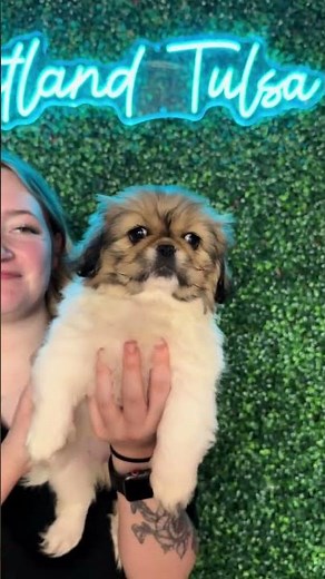 This Adorable Pekingese Puppy Will Drive You Wild! 😍🐾 | Petland Tulsa
