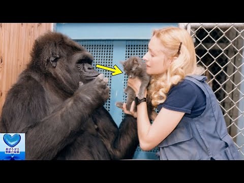 The world's first gorilla who learned sign language and had a conversation with humans