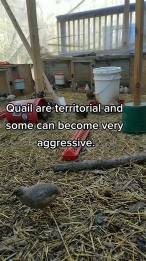 Territorial Quail: Tips for Raising Peaceful Flocks