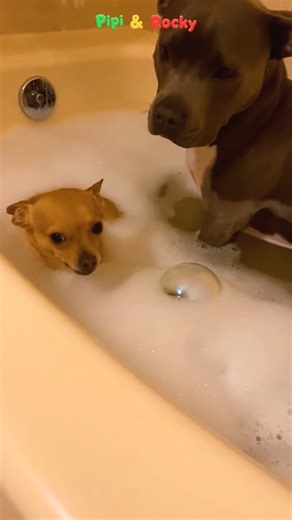 Pipi & Rocky on Instagram: "When Pipi farts and thinks, "Rocky won't know" 😭😂 #PipiRocky #FunnyDogs #DogComedy #PetLife #ReelsFunny"