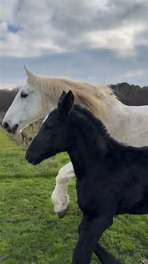 Cheval des Vignes on Instagram: "Depuis la découverte de la gestation de Jade il y a 4 mois, nous sommes passés par toutes les émotions ❤️‍🩹 pour finalement terminer par celle ci 💞 regarder Surprise et Portos évoluer ensemble 💞 Nous nous en voulons de ne pas avoir réussi à sauver Jade 🥺 Nous nous raccrochons à l’idée que si elle était restée chez ses anciens propriétaires, Portos n’aurait certainement jamais vu le jour… Merci à notre vétérinaire Camille et à Wilfried notre maréchal d’avoir r