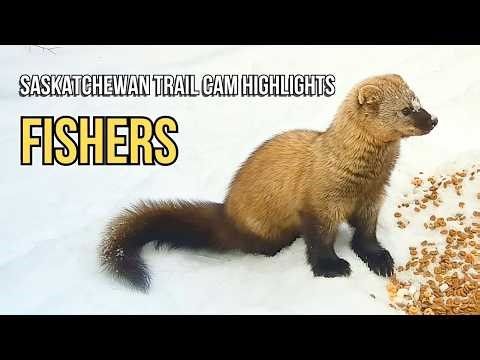 Best Fisher Footage: Saskatchewan Trail Cam Highlights