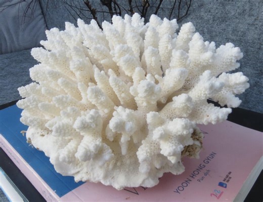 White Coral is Very Beautiful 7.1 Inch, Natural Coral, Real Coral Very Special, Decorative Corals for Aquariums, Precious Houses - Etsy
