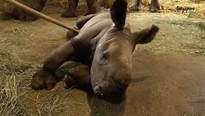 17K views · 79 shares | In Singapore Zoo, zookeepers have welcomed a new addition to their family, after a white rhino, Donsa, gave birth to a female calf just before Christmas. Take a look! 殺 | CGTN | Facebook