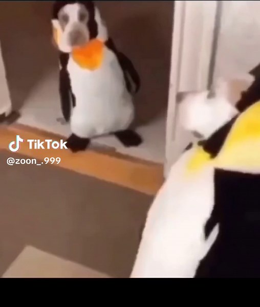 Random Funny Videos Compilation