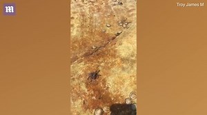 Video: Parent finds deadly blue-ringed octopus in kids' paddling pool | Daily Mail Online