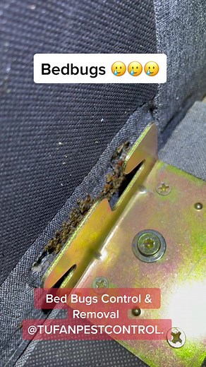 Bedbugs infestation #tufanpestcontrol #sydneyaustralia #foryoupage #sydneywides