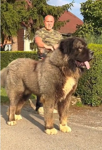 100 kg DOG #bigdogs #pet #caucasianshepherd #jozodogs @Ivan.JozoDOGS