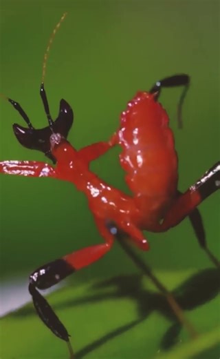 Praying Mantis – Master of Camouflage and Hunting