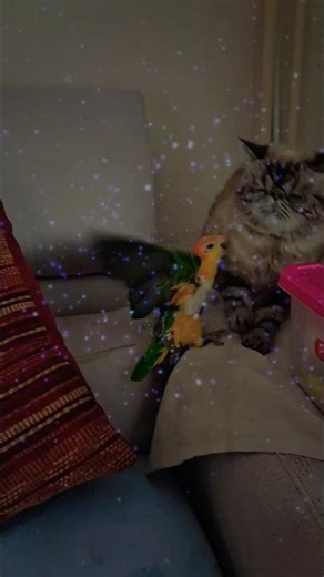 Felix Charlotte, chatons exotiques pervers et coquins qui parlent, animaux mignons