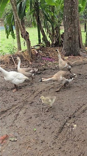 Raj Hans Teaching Baby Ducks to Find Food Naturally! #duckfarming