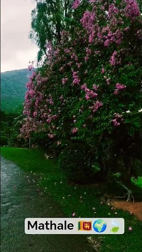 Matale–A Very Beautiful Place in the Heart of Sri Lanka!🌿🏞️🇱🇰#travel #nature #travelvlog