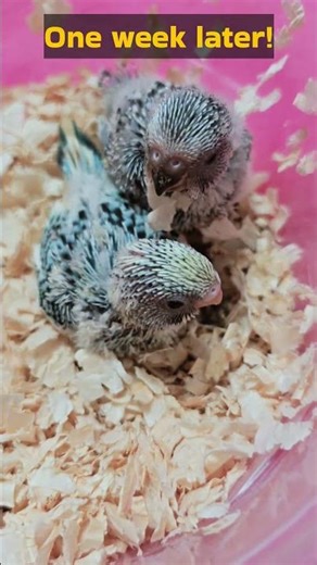 Cute Baby Budgies growing!!🥰🐣❤️ #birds #budgie #blue