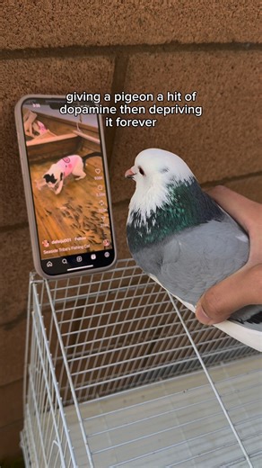 This pigeon is ADDICTED to reels… #bird #pigeon