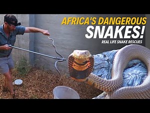 Following a Snake Catcher on Call | Spitting Cobra & African Python Rescue