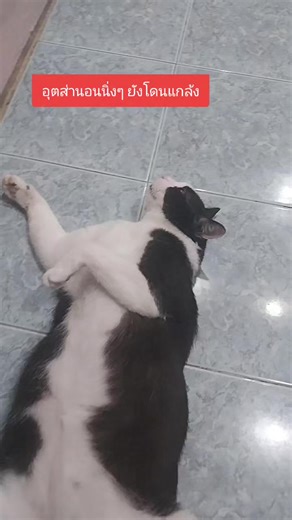 แม่ก็ชอบแกล้งลูกนะ #แมวจรก็มีหัวใจ #แม่ลิลูกแช่ม