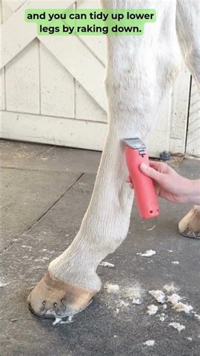 Horse Clipping Rules to Ignore