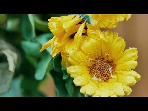 4K Nature Relaxation Film | 1 HOUR Heavy Rain and Thunder Sounds on Roof for Deep Sleep (No Music)