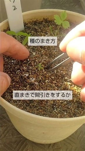 種のまき方 直まきで間引きをするか まとめて発芽をさせて植付けをするかは これで決めています