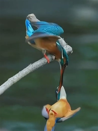 Captivating Sounds of Wildlife