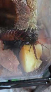 Madagascar Hissing Cockroach eating 🍎 #bug #insects #entomology