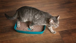 Mortified woman clogs boyfriend’s loo with huge poo so blames it on his cat